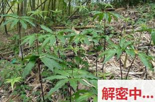 2606080311502483.jpg