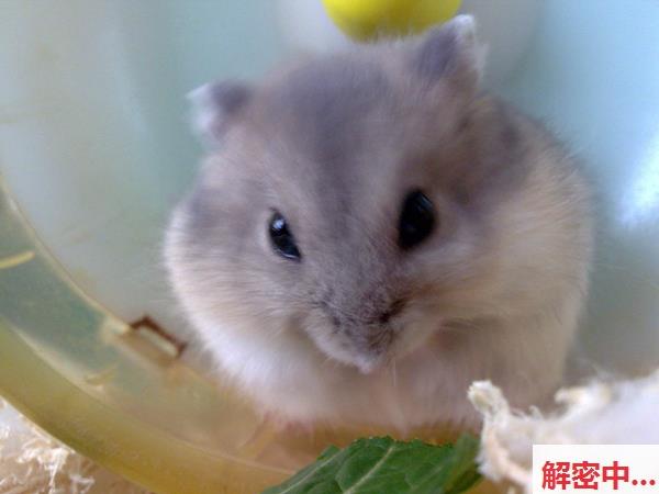 百度贴吧之女大学生 热舞清凉程度偏高清凉程度偏高特辑 露腰装失守 现场送福利